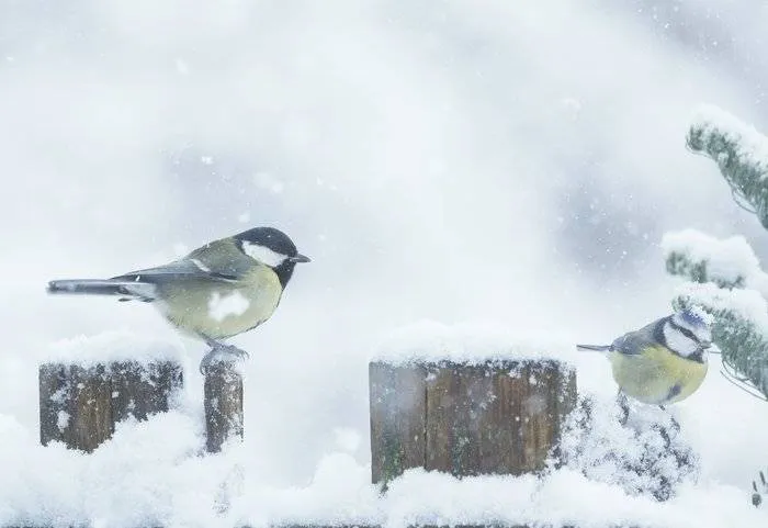 csm_2026-01-27_AC_BN_GR_beeld_vogels___1__55428f610e