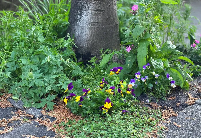 csm_2026-02-25_GR_beeld_boomspiegeltuintje_560d96e284