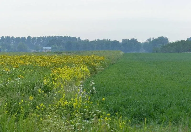 csm_2026-05-21_GR_Stila_Insectenrijk-grasland_408b3b684a