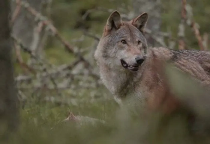 csm_2026-07-15_AC_BN_GR_beeld_wolf_6cc54812bf