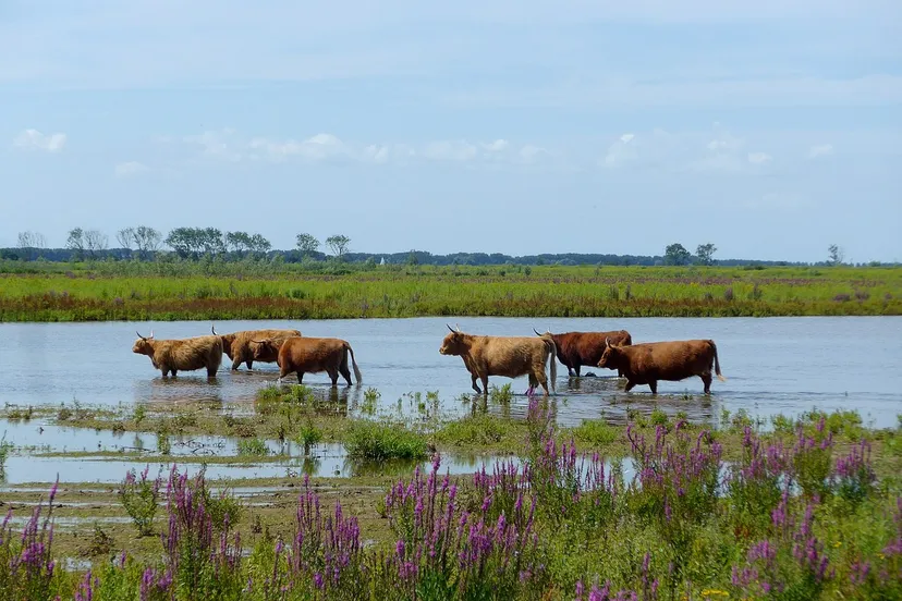 1280px runderen op tiengemetenherfstwandeling 1