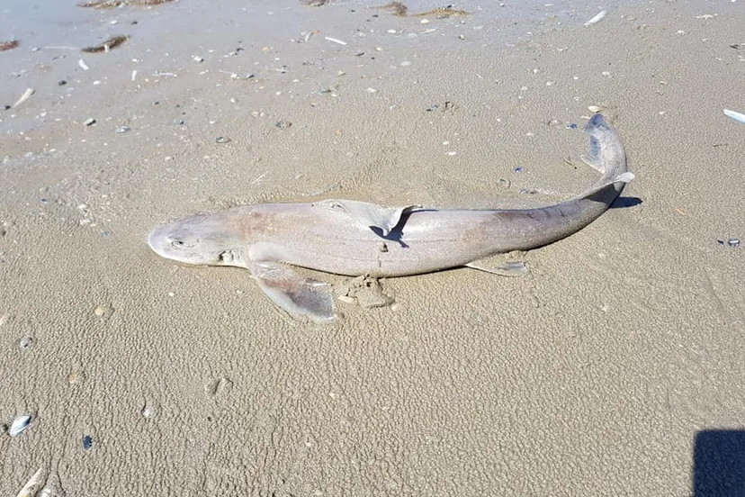 haai strand ouddorp 2