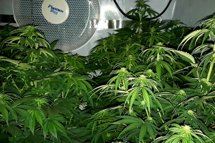 hennepplantage ooltgensplaat