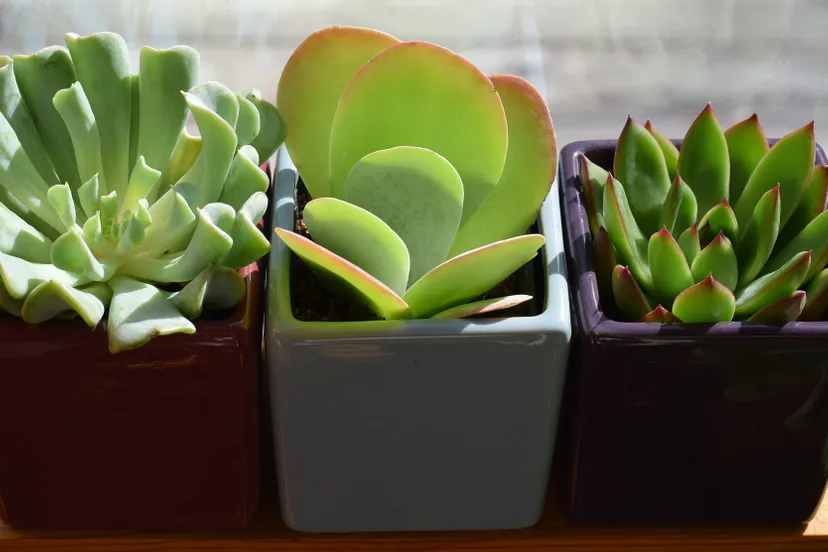 succulent trio 2026503 1920