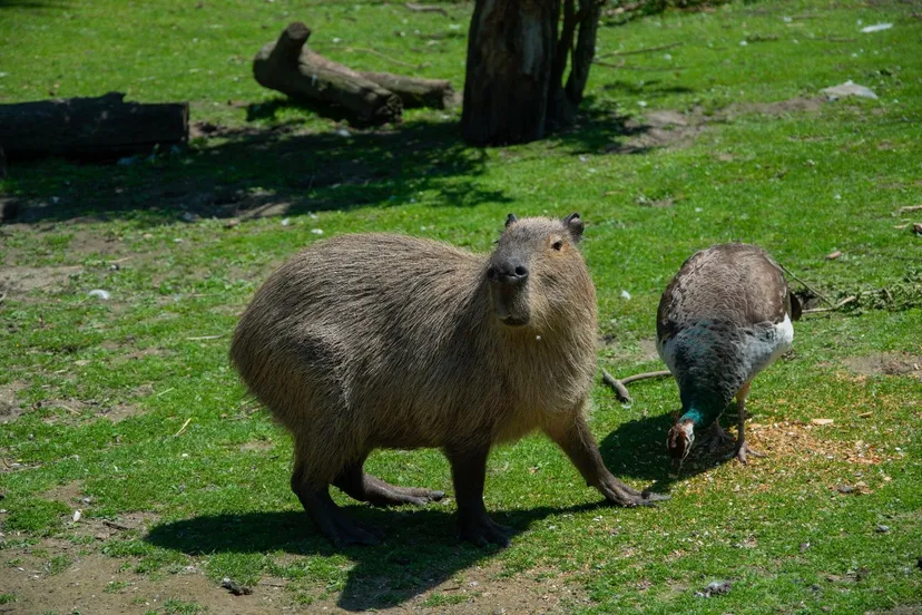 whatsapp image 2020 03 27 at 152927