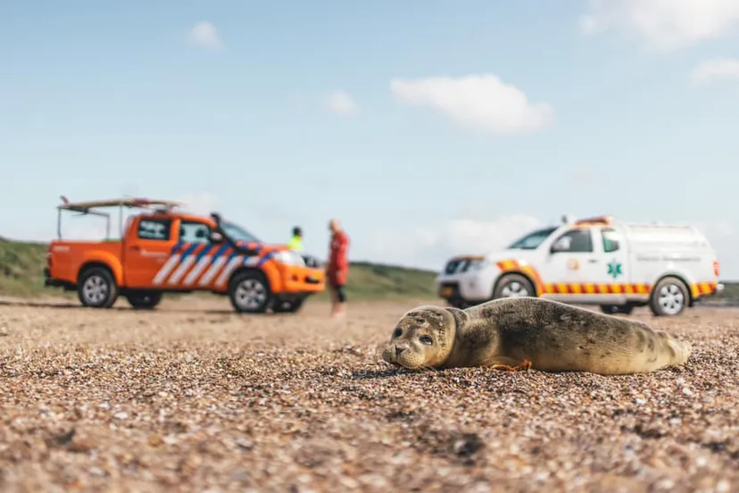 zeehond strand reddingsbrigade