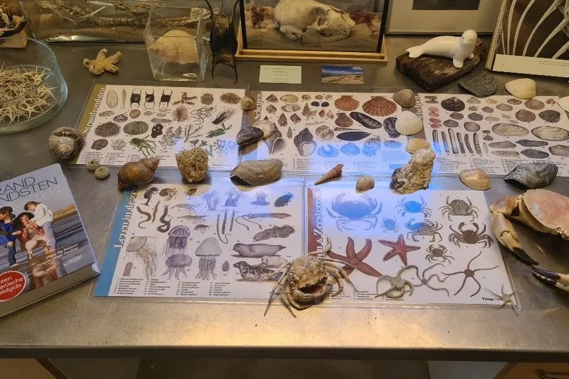 aanspoelsels strandvondsten