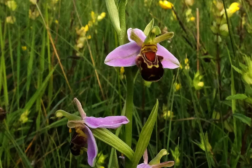 bijenorchis def theo baas