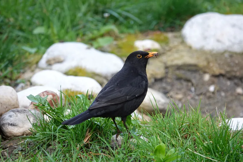 blackbird g88e583955 1920