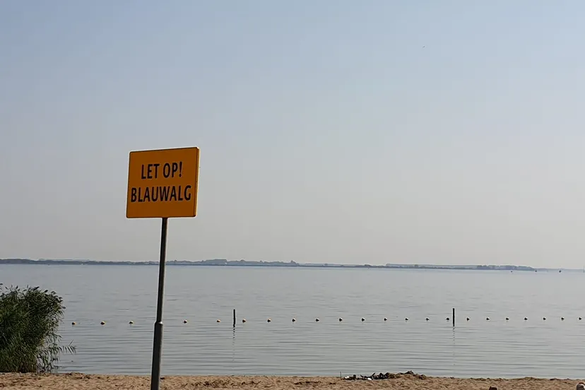 blauwalg middelharis