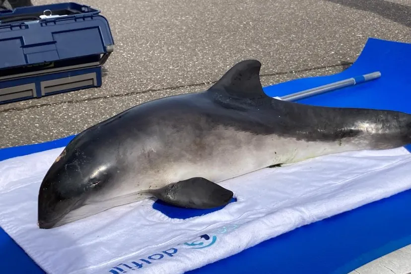 bruinvis dolfijn ouddorp strand