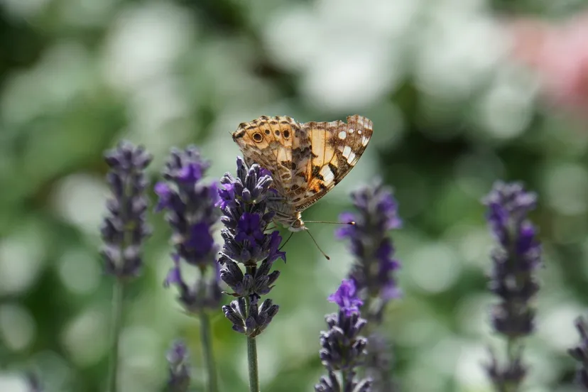 butterfly 4289760 1920