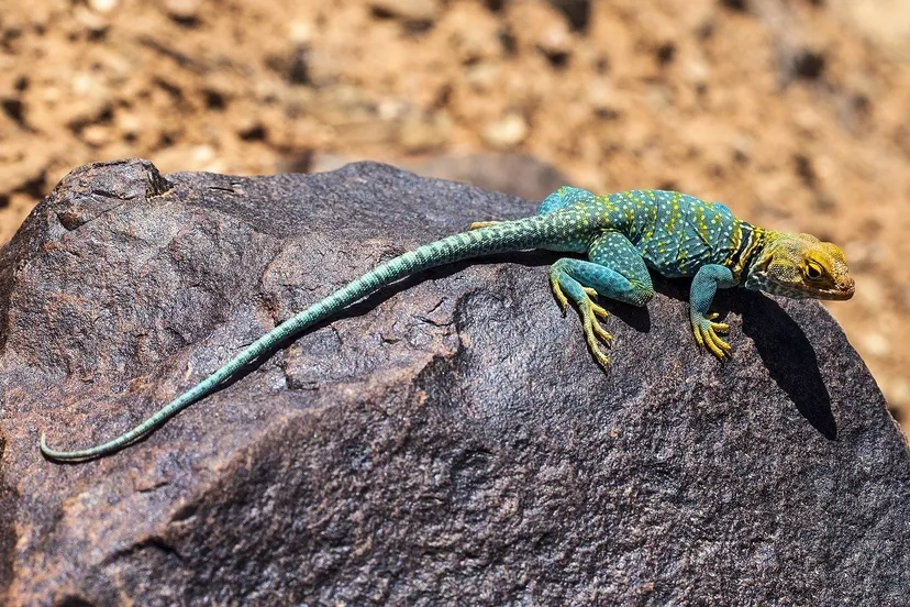 collared lizard 2275804 1280