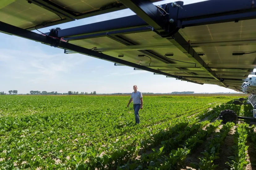 dogterom flowerbulbs