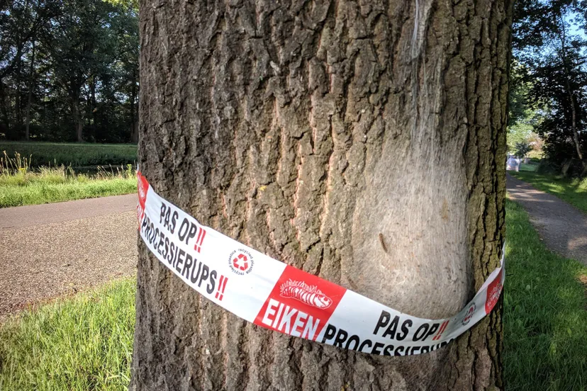 eikenprocessierups mark mensink