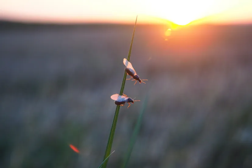 flying ants 2652885 1920