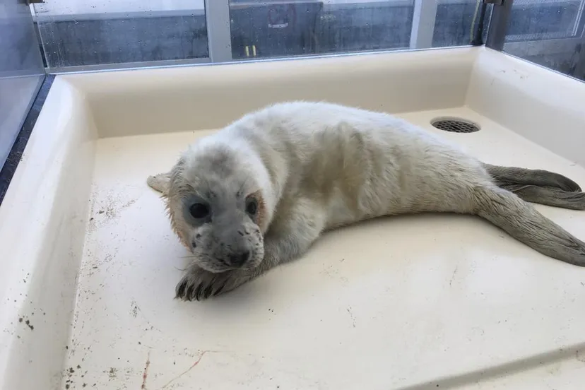 grijze zeehondenpup eerste van het seizoen stichting a seal
