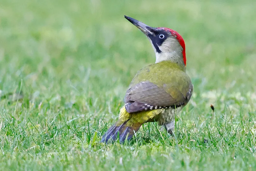 groene specht rene van rossum