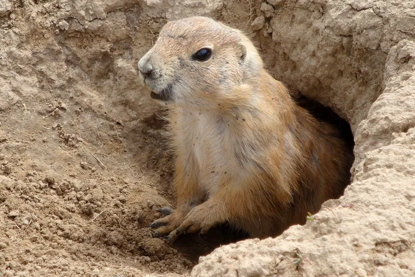 groundhog g06370a0df 1920