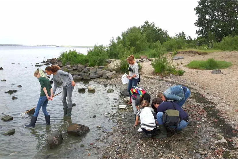 haringvliet veldles foto ark natuurontwikkeling 1