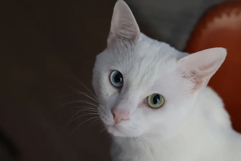 heterochromie gekleurde ogen