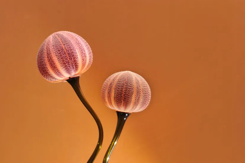 lamp egel 1 10x15 ivo teuwen e1555402006708