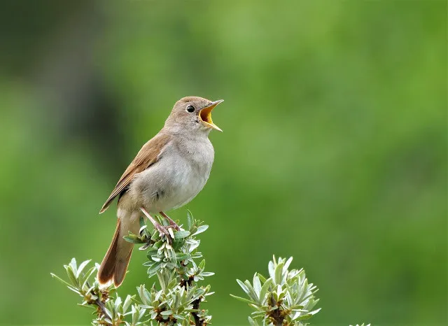 nachtegaal door henk bos