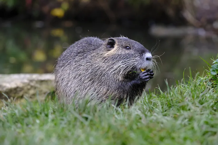 nutria 2912391 1920