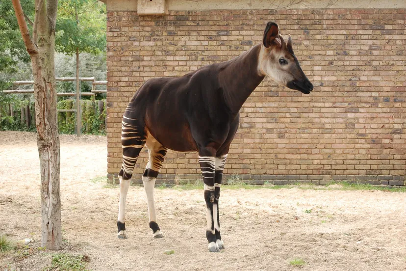 okapi 1581236 1920