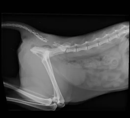 poes 2 e1591105849717