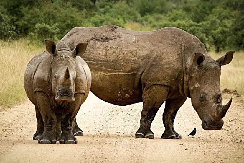 rhinoceros 2814765 1920