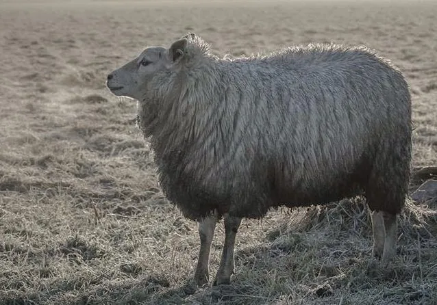 schaap toren goedereede angelique temmink winnaar1 e1474372451904