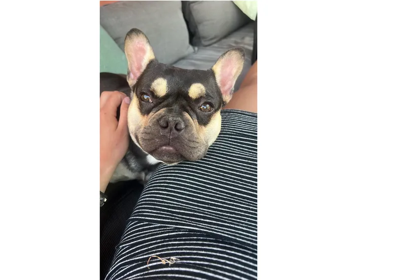 spike vermiste hond franse bulldog