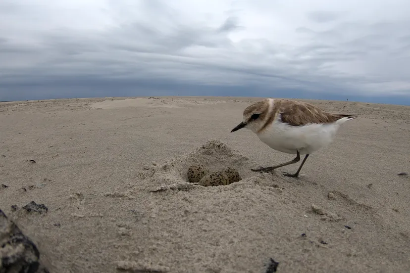 strandplevier door johan krol