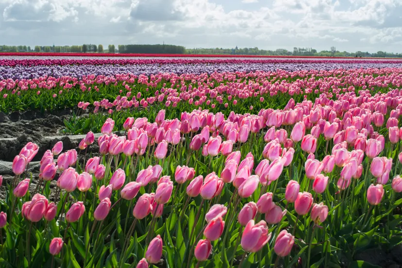 tulpenveld melissant