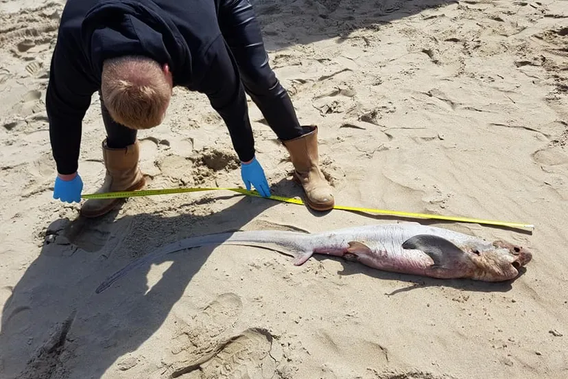 voshaai gevonden ouddorp strand