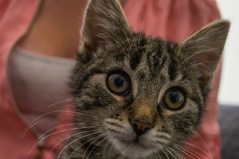 wendy baan 1 e1443792621110