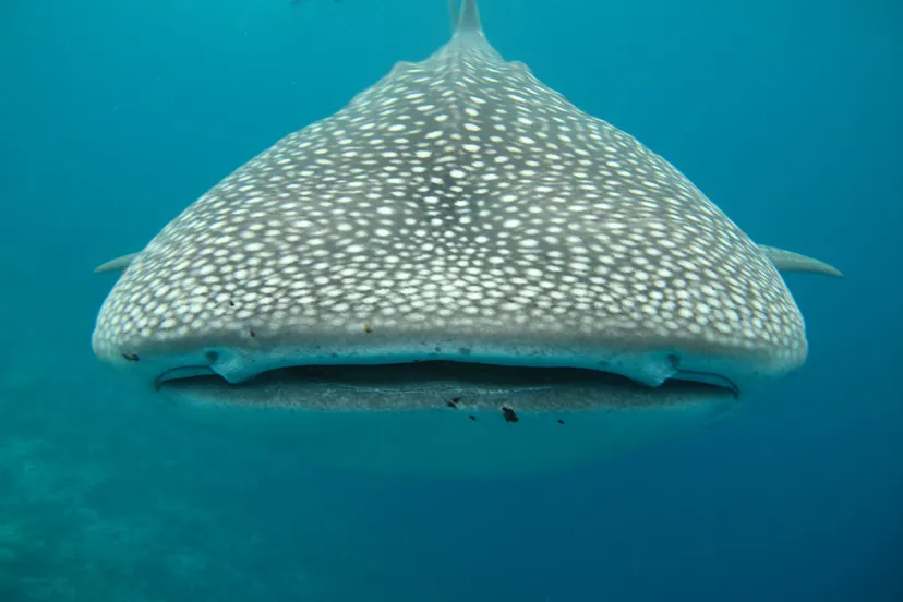 whale shark 363623 1920