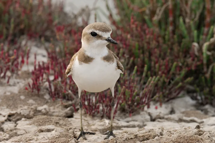 whatsapp image 2019 03 15 at 135529