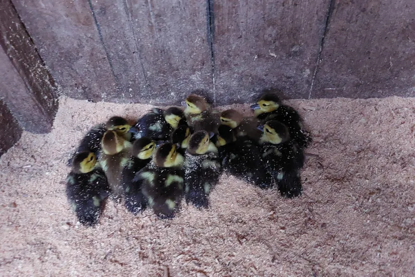 whatsapp image 2024 01 24 at 205227