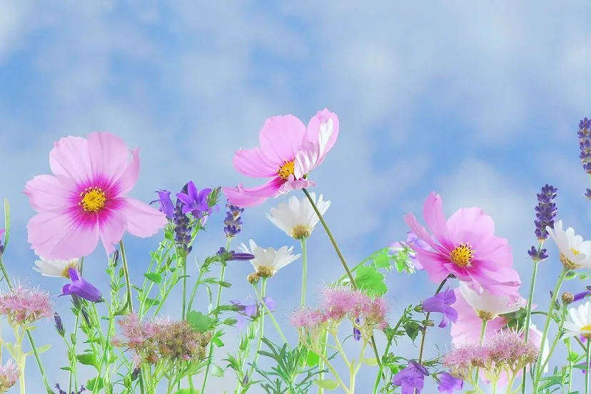 wild flowers 571940 1920