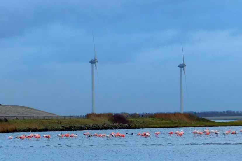 windpark battenoert flamingos