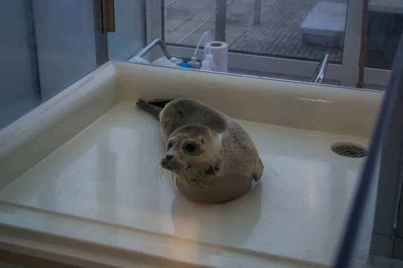 zeehondenopvang aseal stellendam 4