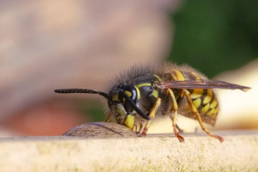 close up gewone wesp eric mahieu