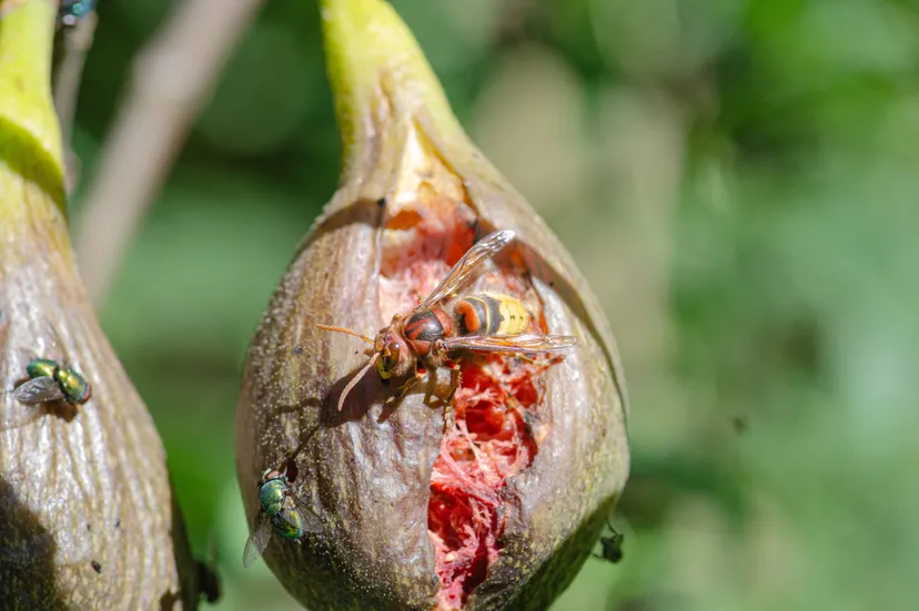 europese hoornaar op vliegenjacht op rijpe vijg eric mahieu