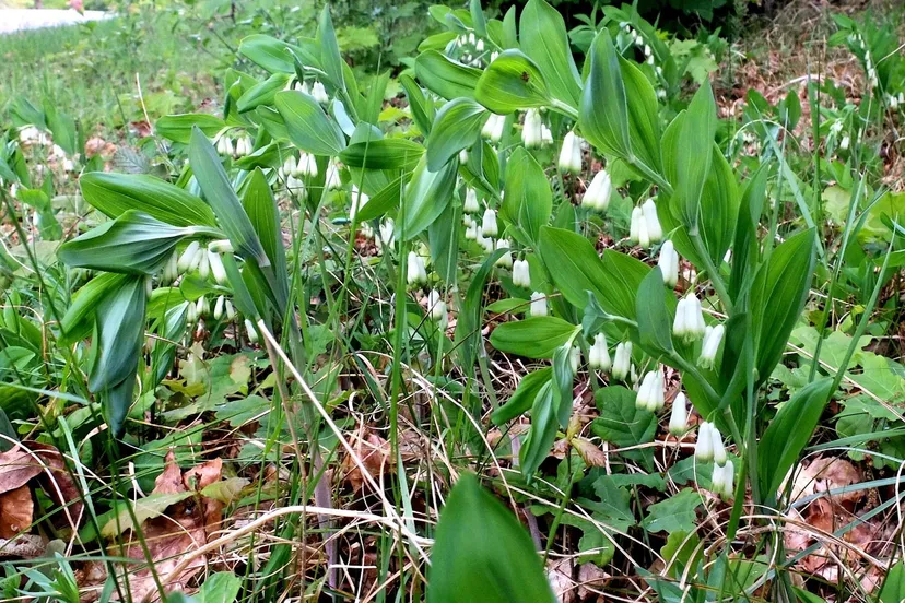 welriekende salomonszegel