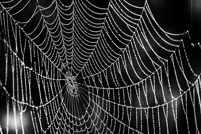 web spinnen spinnenweb