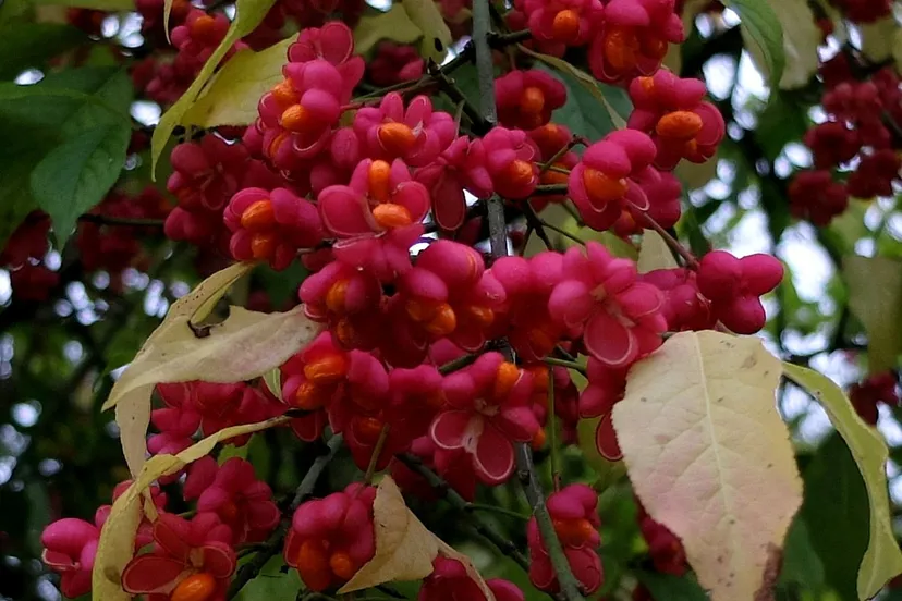 wilde kardinaalsmuts theo baas1