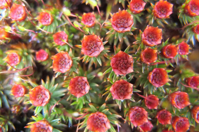zandhaarmos mannelijke planten theo baas