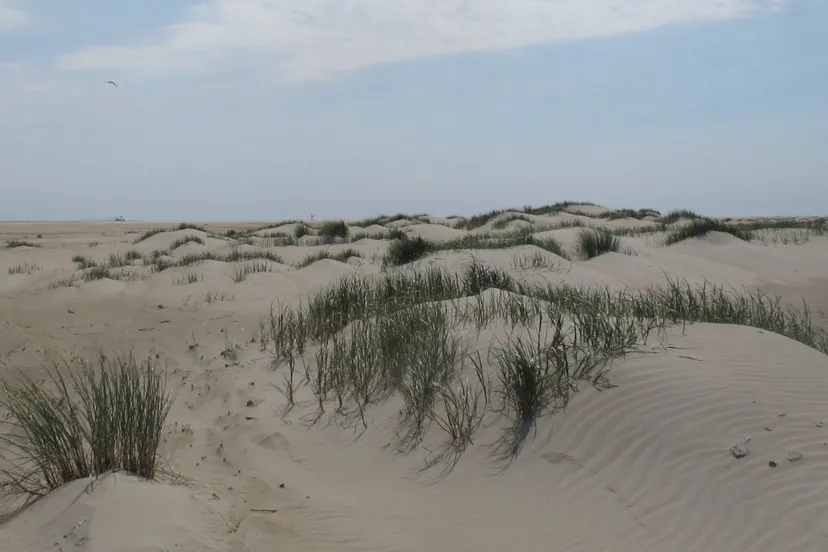 jonge duintjes met biestarwegras theo baas 6 bijgesneden